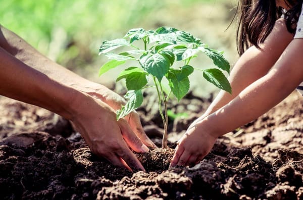 Santander se alista para una jornada histórica de reforestación