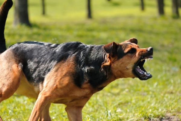 Agresiones por animales superan a la violencia intrafamiliar en Lebrija