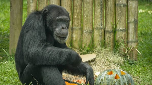 Brasil le cambia la vida a Yoko, el chimpancé marcado por el maltrato