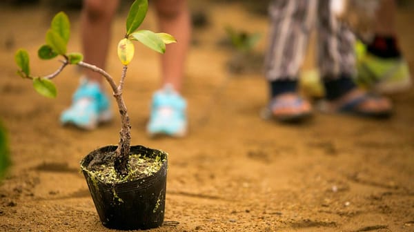 En el Día del Árbol, lanzan campaña para sembrar árboles a cambio de compras en canales digitales