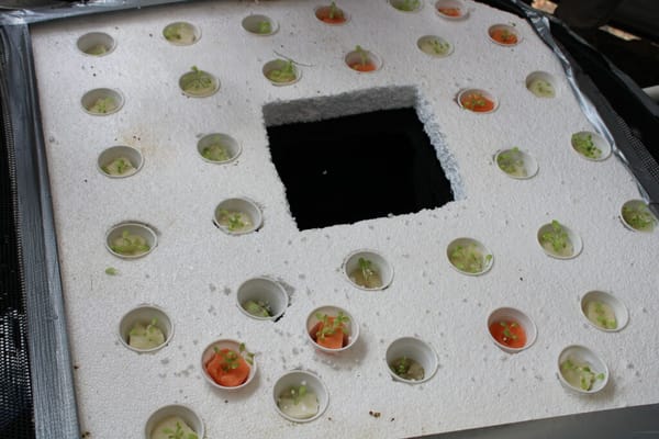 Jóvenes santandereanos implementan novedoso sistema de producción para la mojarra roja