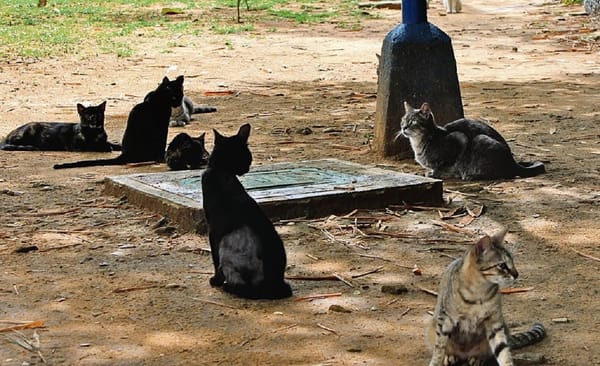 Raptados felinos negros del Parque de los Gatos