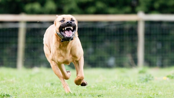 Niño de siete años en estado grave al ser atacado por dos perros