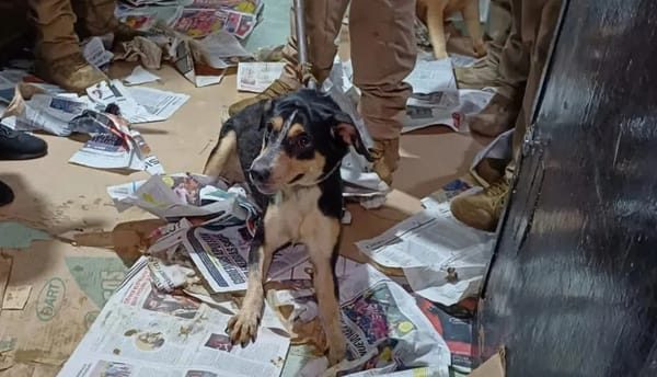 Denuncian a mujer por adoptar animales para rituales