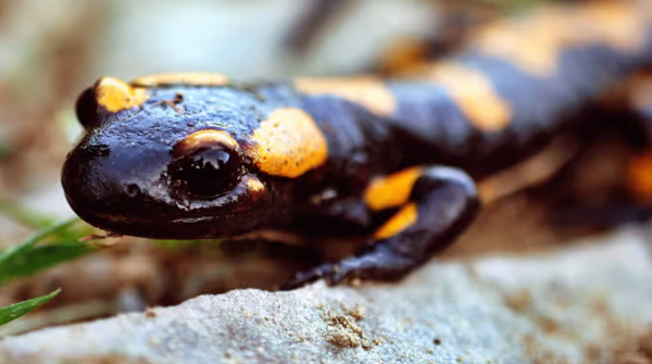 El renacer de los anfibios en Santander