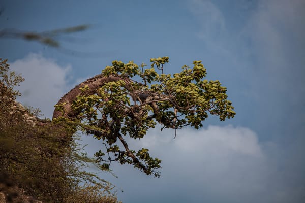 Ceiba barrigona fue protagonista en plan de restauración ecológica en el Chicamocha