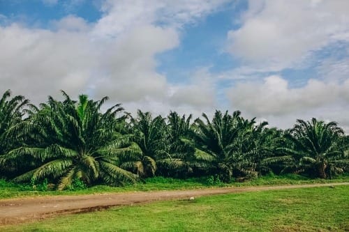 Palmicultores exigen intervención urgente contra básculas ilegales