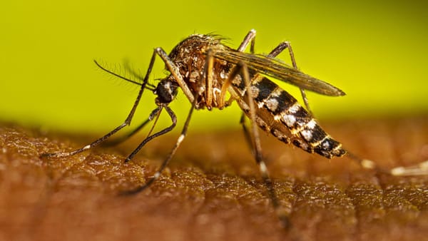 Brote de fiebre amarilla revela crisis ambiental y sanitaria en Colombia