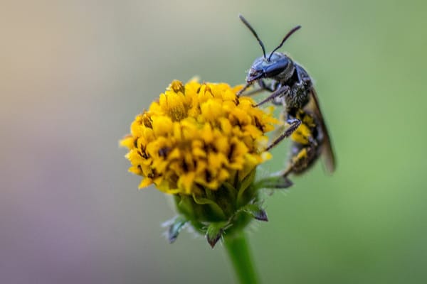 La CAS redefinió hoja su compromiso en el rescate y protección de la fauna y la flora.
