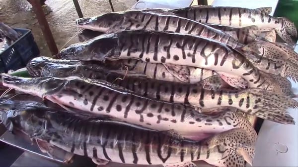 Durante mayo se prohíbe la pesca de bagre rayado en Barrancabermeja
