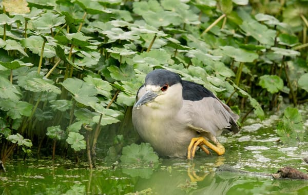 Cantos de aves protagonizan el Global Big Day en Santander