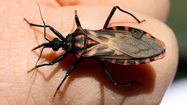 La mitad de Santander está en alto riesgo ante la Enfermedad de Chagas