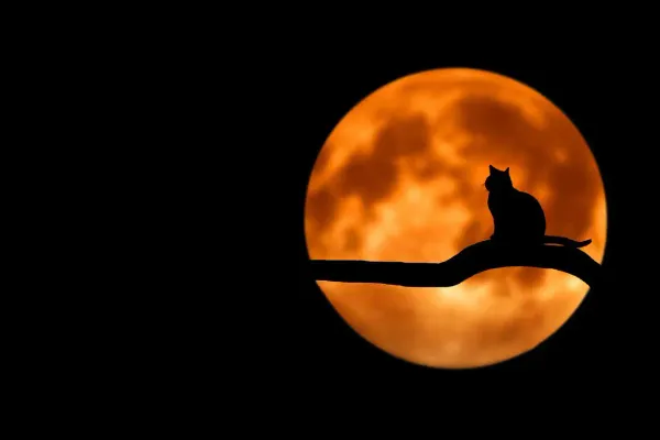 Entre el alba y el crepúsculo: el misterio detrás de la energía infinita de los gatos