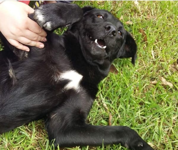 Perro héroe evitó que dos mujeres fueran apuñaladas