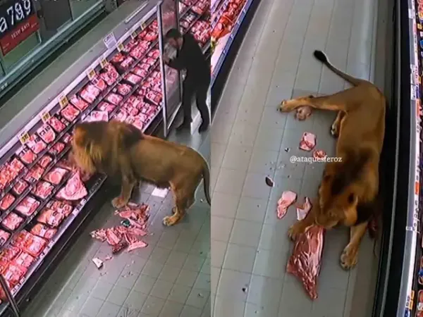 ‘Un lindo gatito’ en un supermercado en Sudáfrica