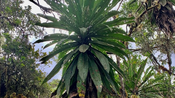 Científicos de la UIS descubren nueva especie de frailejón
