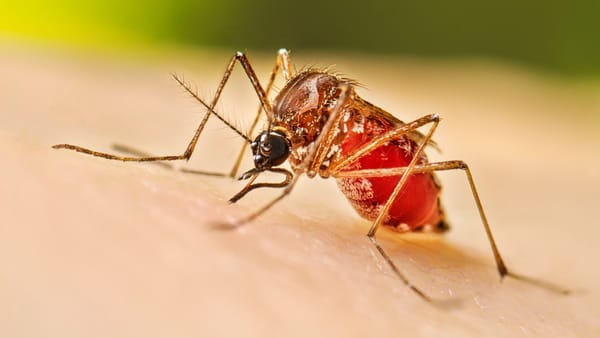 Dengue se expande en Santander y pone en riesgo a población infantil