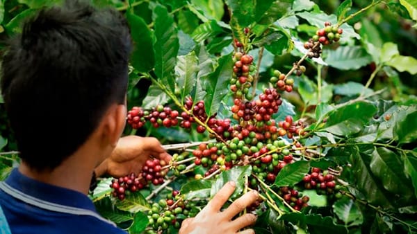 Exportaciones del agro colombiano aumentaron 26,2 % en mayo