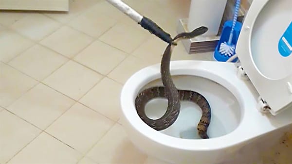 Hallan pitón de 1.5 metros en el baño de un apartamento