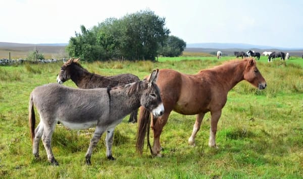 Caballos y burros eran sacrificados en matadero clandestino en Bucaramanga
