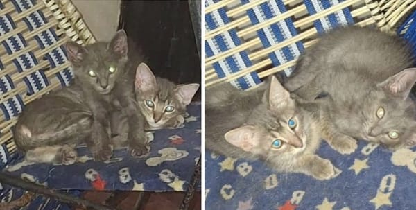 Sellado criadero clandestino de gatos en Bucaramanga por posibles irregularidades e insalubridad