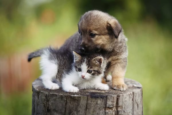 Millonario presupuesto para atención a perros  y gatos en Bucaramanga