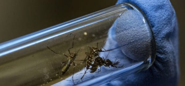 Pese al aumento de casos de dengue en Santander cifra es menor que la del mismo periodo del año2024