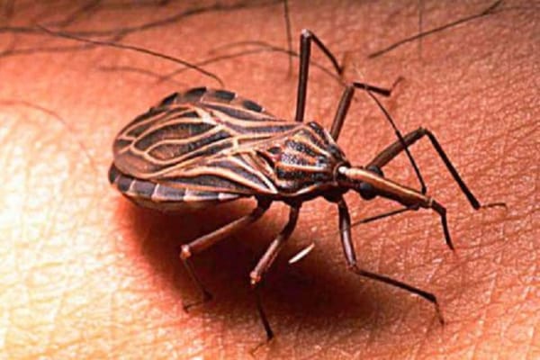 Alerta por incrementos de casos de Chagas en Santander
