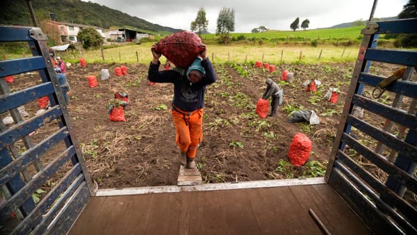 Agro colombiano: crecimiento de áreas sembradas y producción de cultivos transitorios en 2025 ​