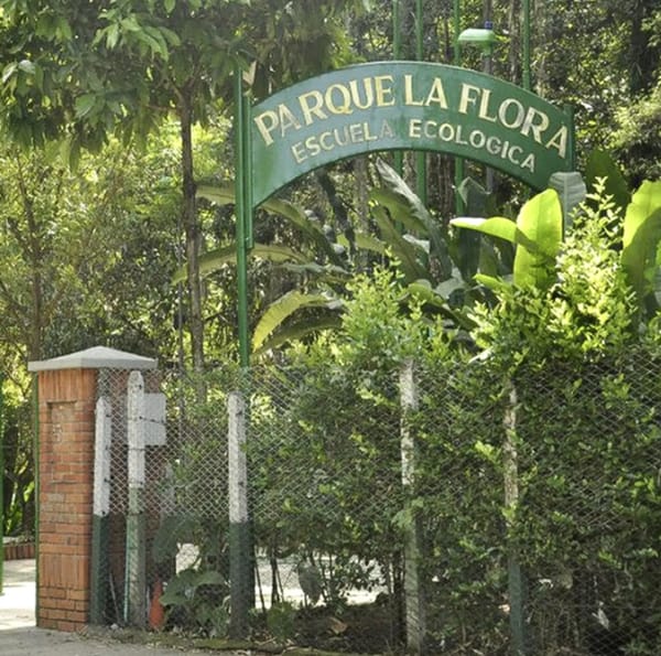 Caída de ramas y árboles pueden causar tragedia en Bucaramanga