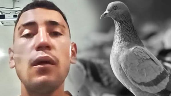 Judicializado hombre que degolló con sus dientes dos palomas
