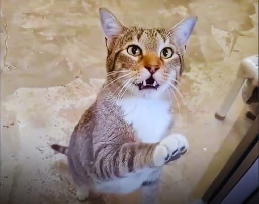 El gato rebelde que conquistó internet: la historia de Quilty, el maestro de las fugas felinas
