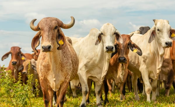 Cerrito da un giro productivo para enfrentar crisis de productores en García Rovira