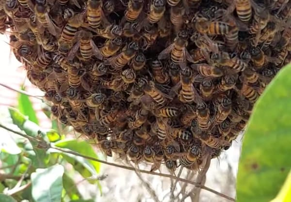 Abejas ‘asesinas’ atacaron y se llevaron la vida de un campesino