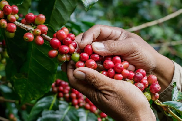 Bucaramanga se medirá ante el mundo con su café