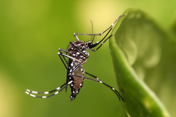Cifras del dengue sitúan a  Santander como el quinto con más contagios en Colombia imagen de la publicación