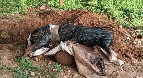 Piden procesar bajo Ley Ángel a hombre que asesinó a la perra Kyra de forma cruel en Bucaramanga