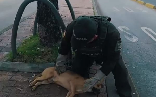 Otro caso de maltrato animal tras atropello a un canino que no fue auxiliado en Bucaramanga