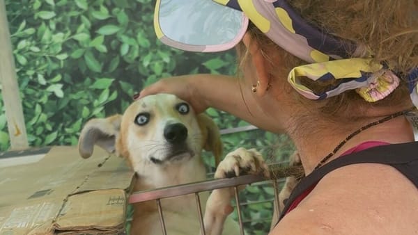 Jornada de bienestar animal en Bucaramanga este 19 de abril
