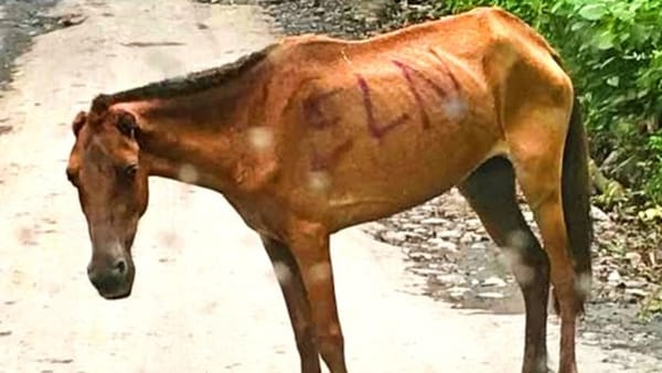 JEP: cada 30 minutos un animal es víctima de los grupos criminales imagen de la publicación