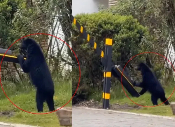 Un visitante inesperado: un oso andino sorprendió a residentes de un conjunto