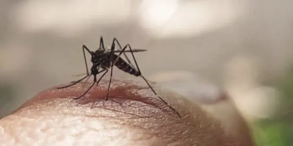 Colombia podría estar registrando hasta 25 veces más casos de dengue de los reportados oficialmente