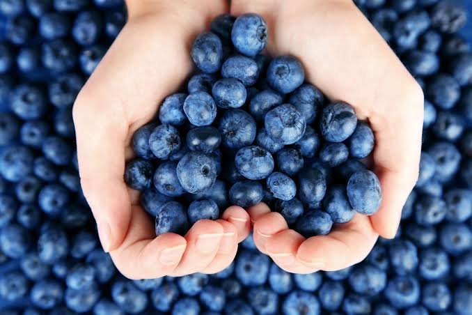 Los arándanos se convertirán en fruto clave para el reverdecimiento de la economía campesina