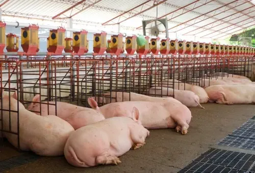 El ‘chicharrón’ en el que viven los Porcicultores de Santander sin planta de sacrificio
