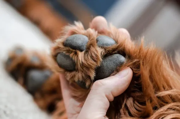Recompensa de $5 millones para dar con responsables del asesinato de un perro en Santander