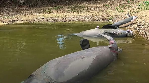 Barrancabermeja concertó plan para proteger sus ciénagas