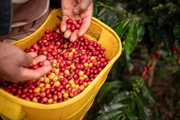 Derrumbe destruyó más de 300 matas de café en Contratación