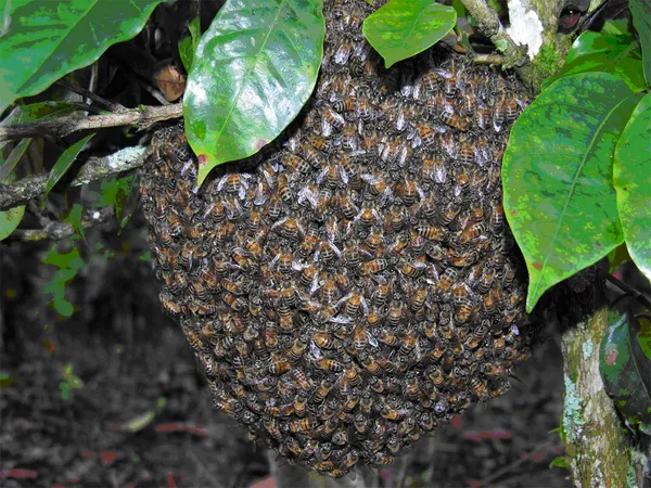 Murió en 2013 tras sufrir múltiples picaduras de avispas en Bucaramanga: las preguntas que rodean el caso