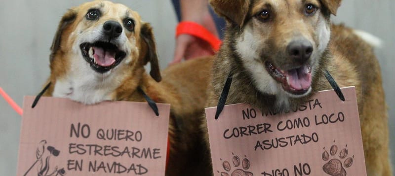 Protección animal en diciembre: el reto silencioso de las celebraciones imagen de la publicación