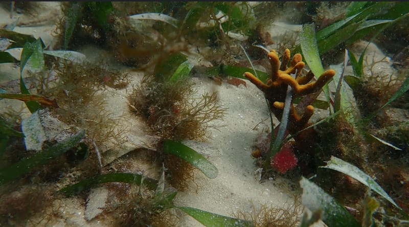 Nuevo acuerdo de cooperación de Ecopetrol y el Instituto de Investigaciones Marinas y Costeras José Benito Vives de Andréis imagen de la publicación
